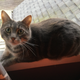 Illustration for article titled Keep Oppo window sill cat